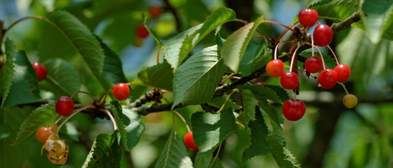 ThurySalen_9_719_DxO