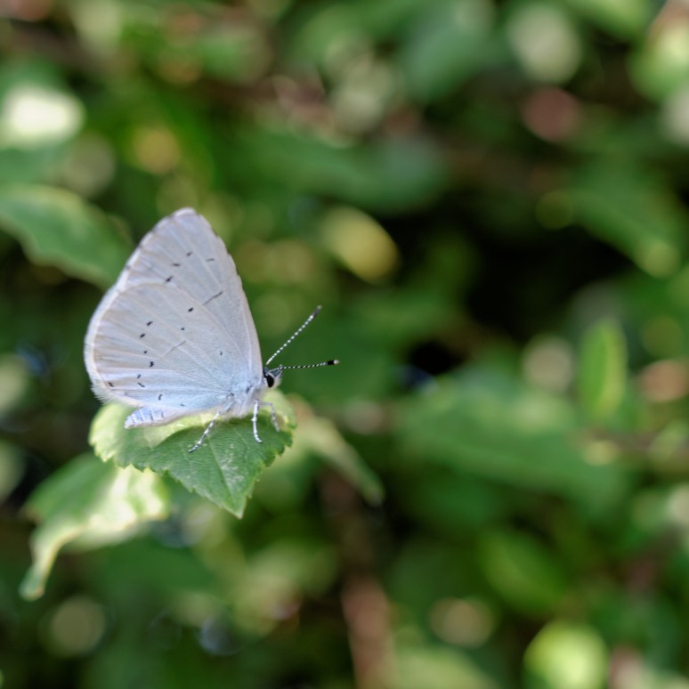 ThurySalen_10_925_DxO