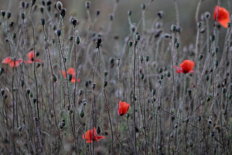 ThurySalen_12_114_DxO-3