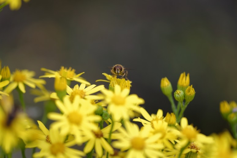 ThurySalen_12_83_DxO