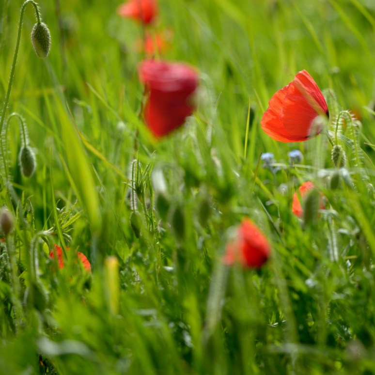 Coquelicots_2_112