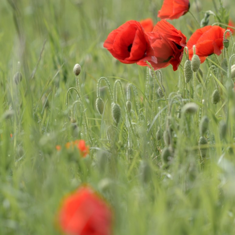 Coquelicots_2_145