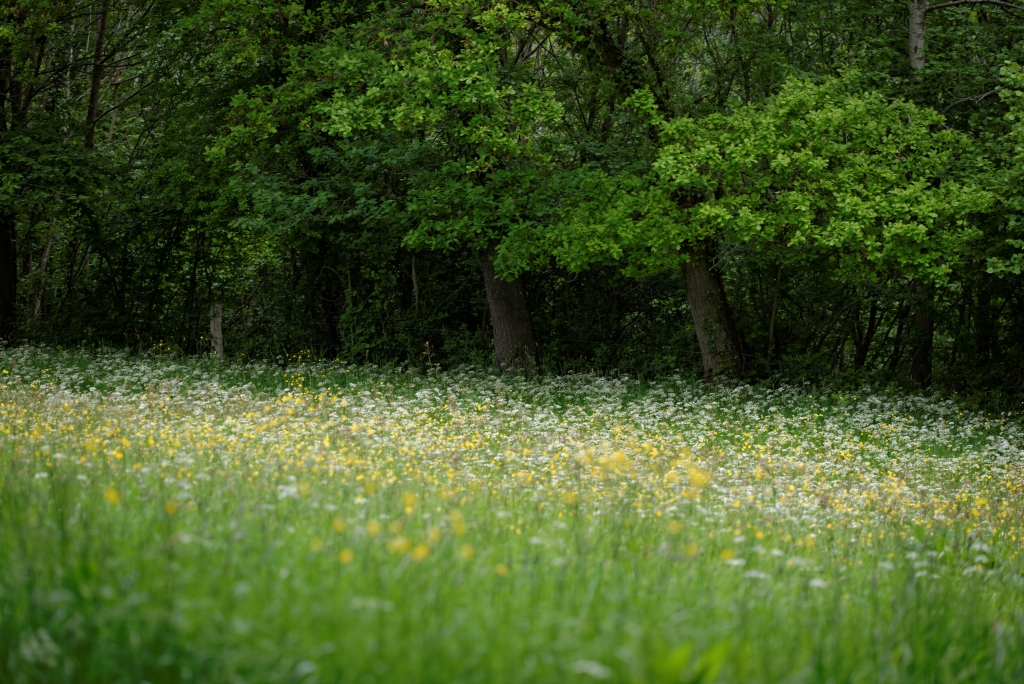 ThurySalen_9_118_DxO