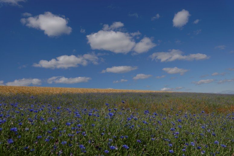 ThurySalen_11_21_DxO