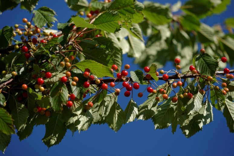 ThurySalen_11_92_DxO