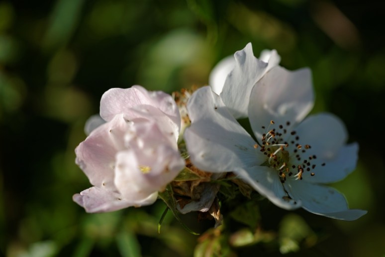 ThurySalen_11_97_DxO