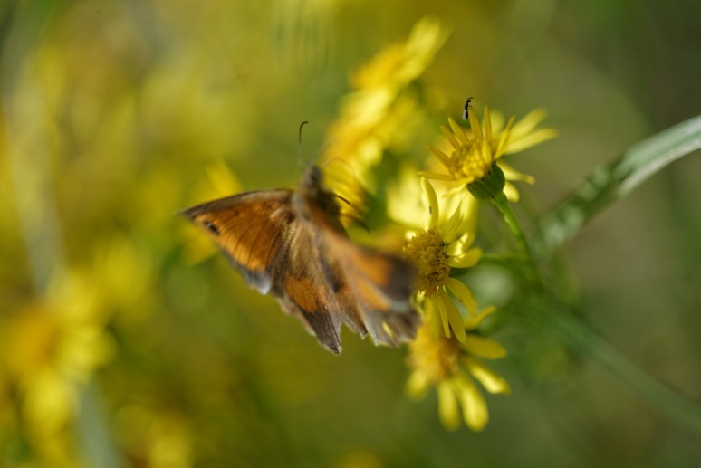 ThurySalen_13_62_DxO