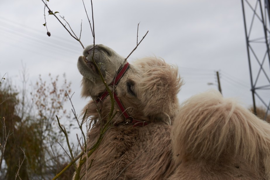 DSC_5046essai capture one