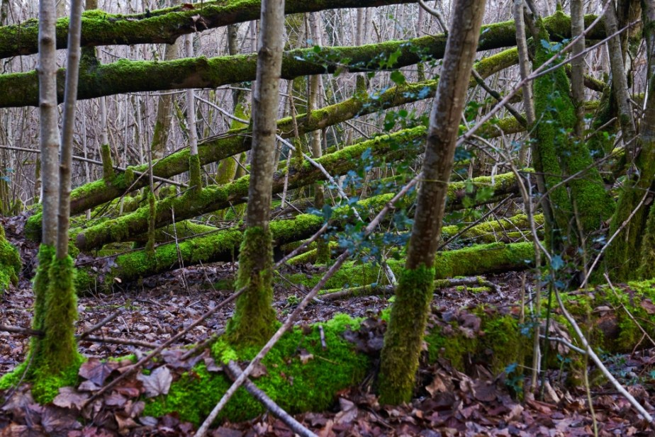 ThurySalen_18_88essai capture one_1