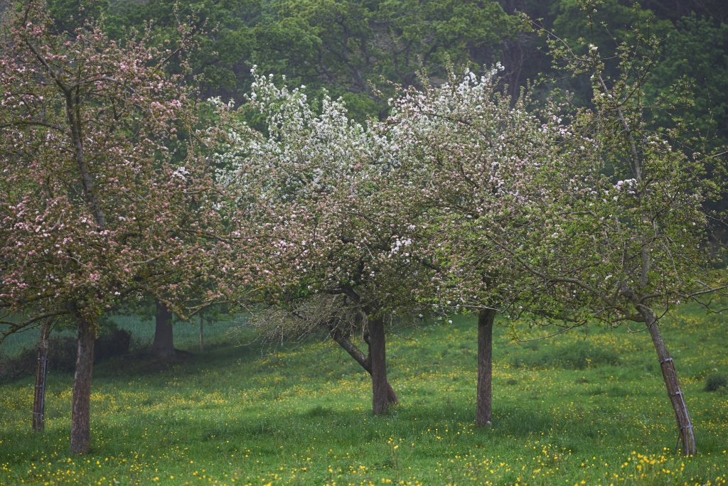 ThurySalen_6_116Capture