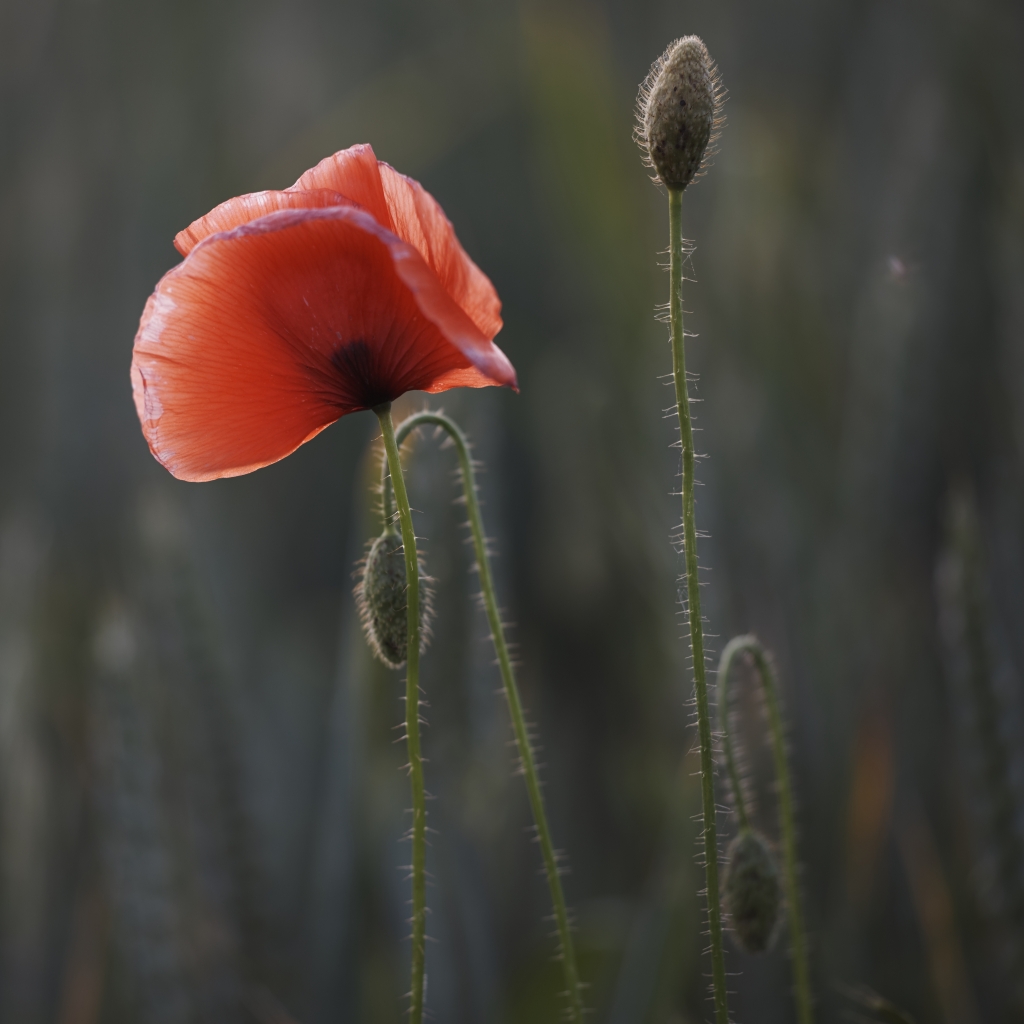 ThurySalen_8_105Capture