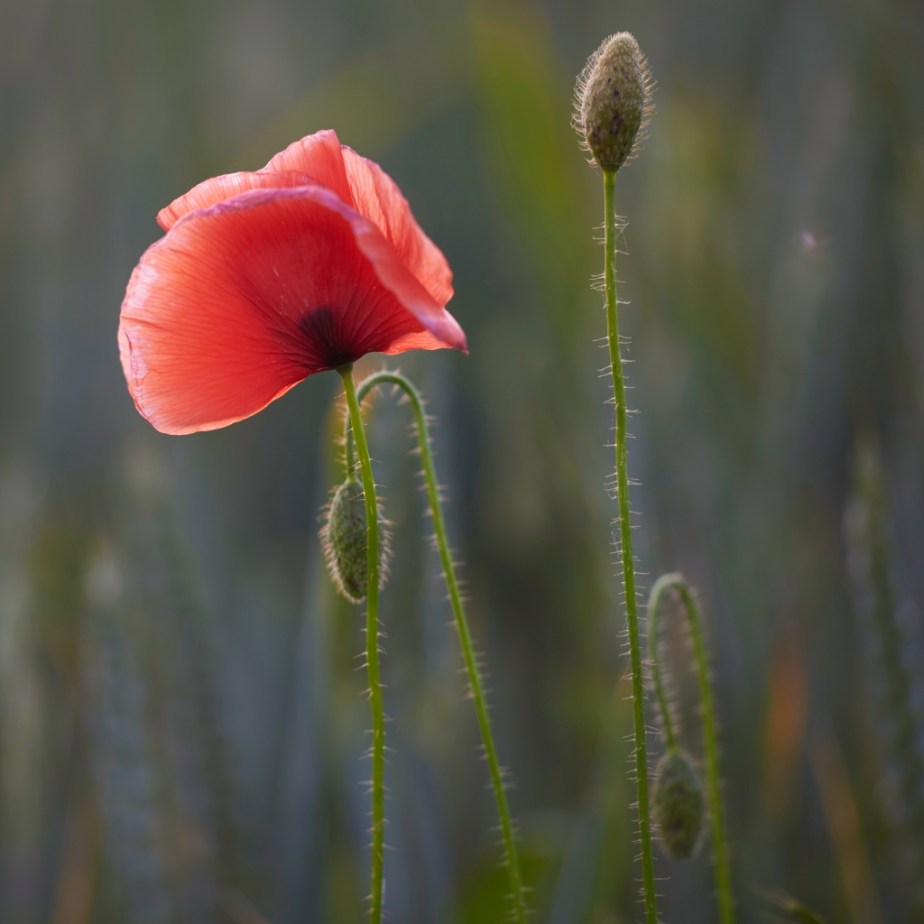 ThurySalen_8_105Capture