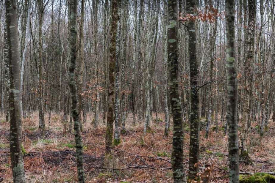 Forêt de Cerisy (hors des&nbsp;sentiers)