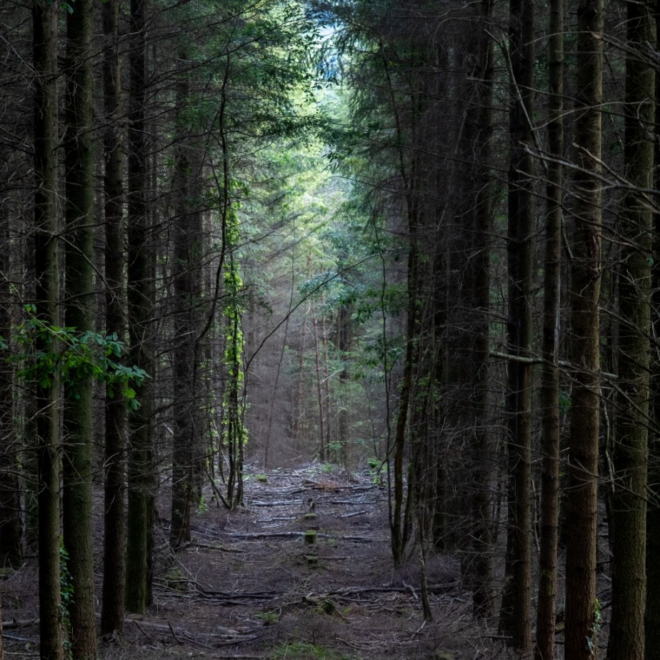 ThurySalen_11_28-05-2018_45