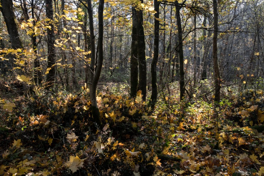 Clichés d&rsquo;automne (2)