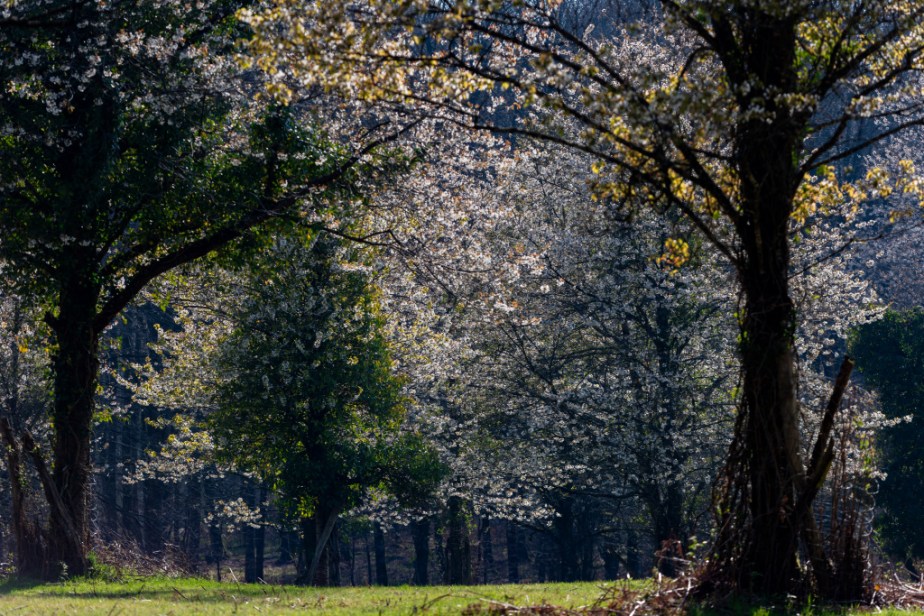 Le Printemps est là !&nbsp;Hanami