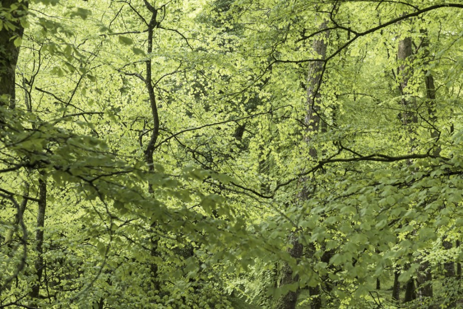 Fifty shades of green (ou&nbsp;plus)