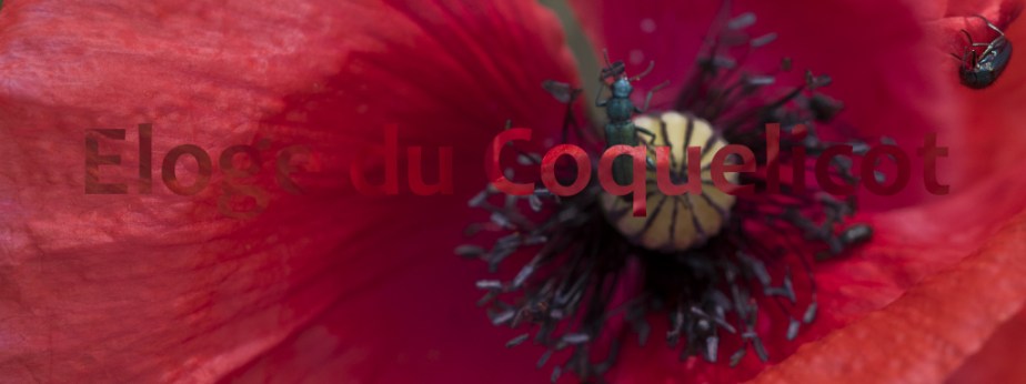 Éloge du coquelicot [3] (Nous voulons des&nbsp;coquelicots)