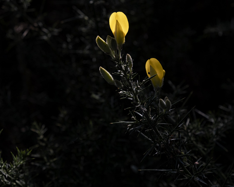 Lumière (d&rsquo;automne) dans la&nbsp;forêt