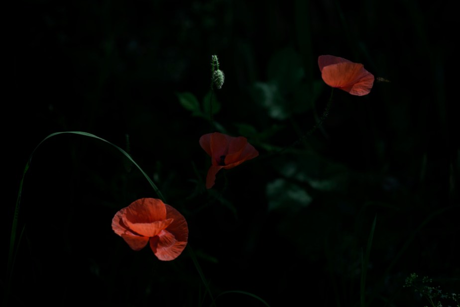 Coquelicots à l&rsquo;ombre par une chaude matinée de début&nbsp;d&rsquo;été