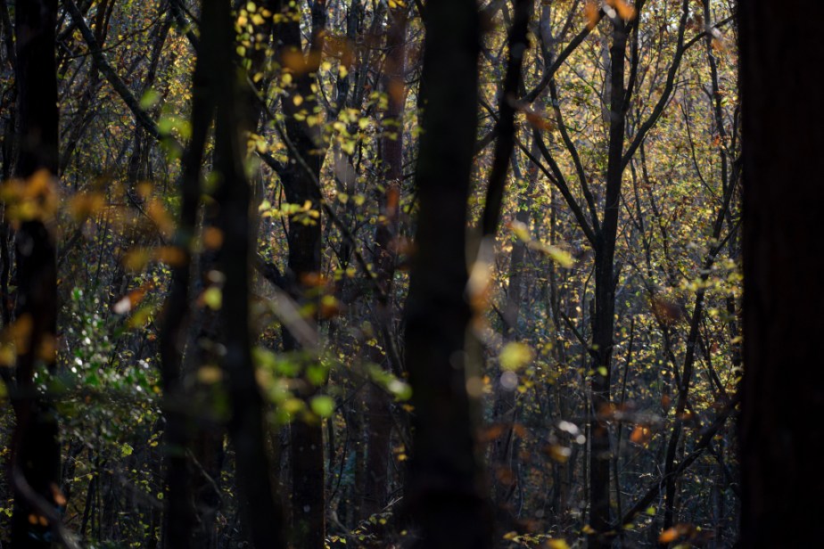 Automne en forêt&nbsp;(encore)