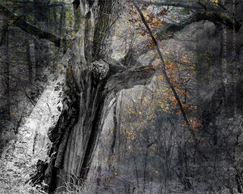 La maison brule (Après la COP&nbsp;26)