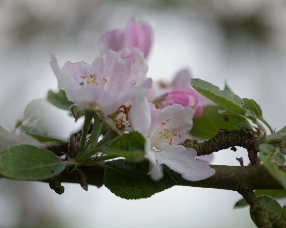 Fleurs de pommier