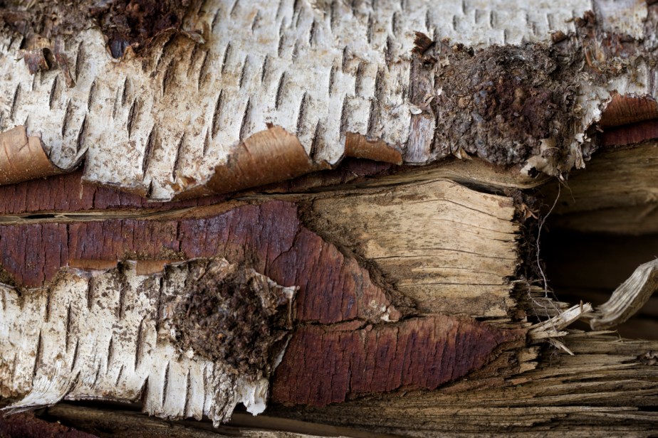 L&rsquo;Arbre et l&rsquo;écorce