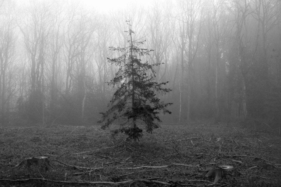 La forêt et la&nbsp;brume