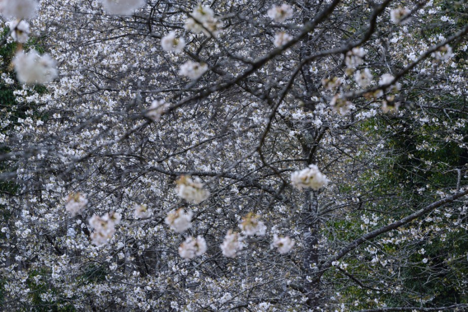 Clairières – Cerisiers :&nbsp;Hanami