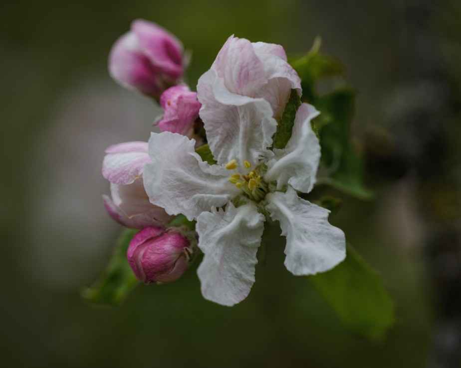 Après les cerisiers : les fleurs des&nbsp;pommiers