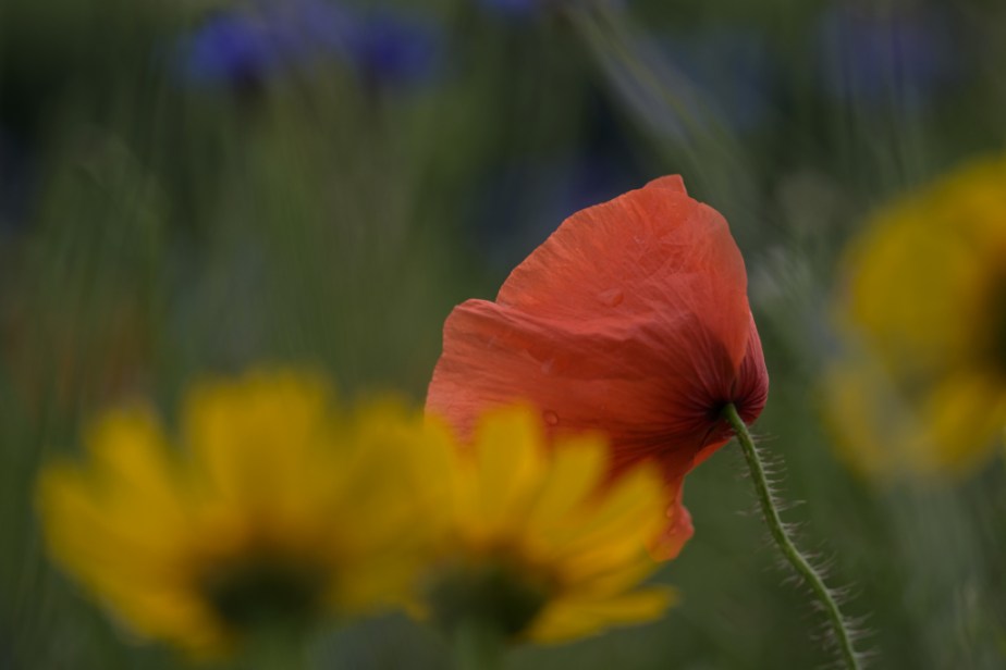 Le coquelicot