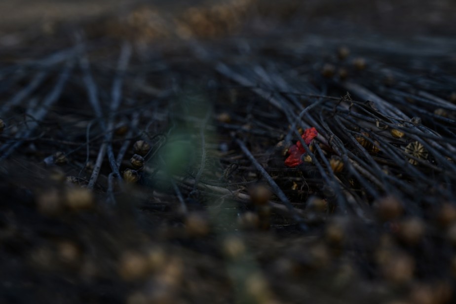 Le coquelicot et le lin&nbsp;arraché