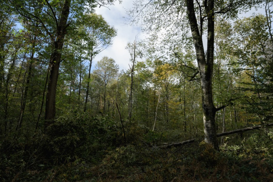 Après la tempête, dans la&nbsp;forêt