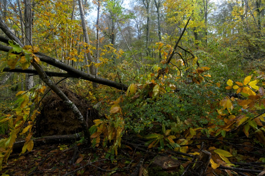 Après la tempête, dans la forêt&nbsp;(2)