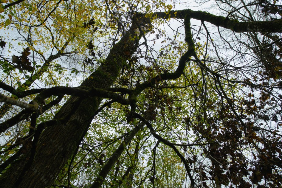 Après la tempête dans la forêt&nbsp;(3)
