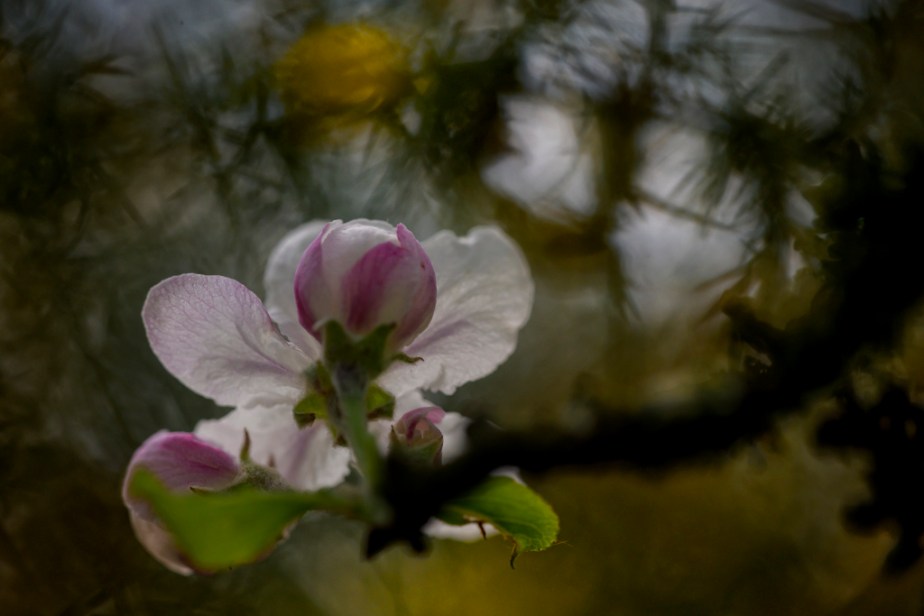 La fleur du&nbsp;pommier