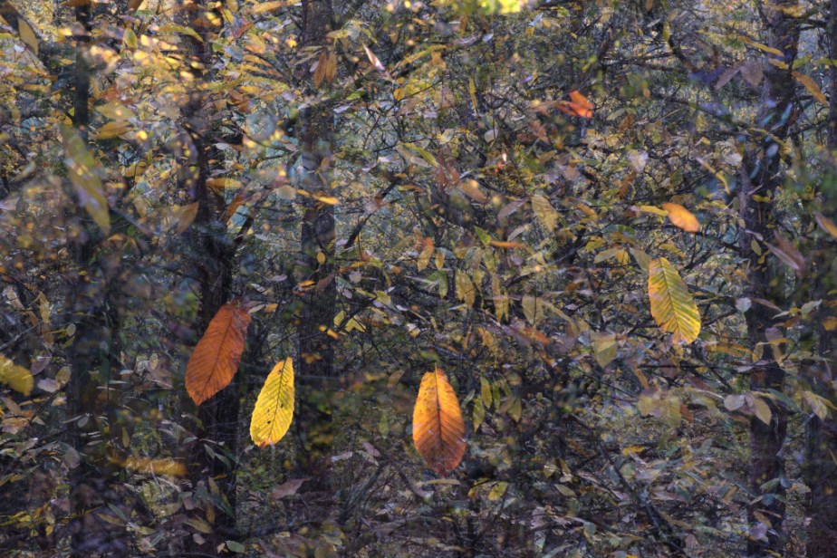 Feuillages d&rsquo;automne