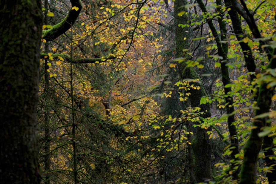 Feuillage d&rsquo;automne en forêt –&nbsp;soleil