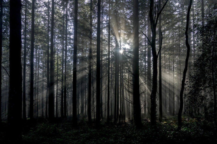 Ombres et lumière – le soleil à travers la&nbsp;brume